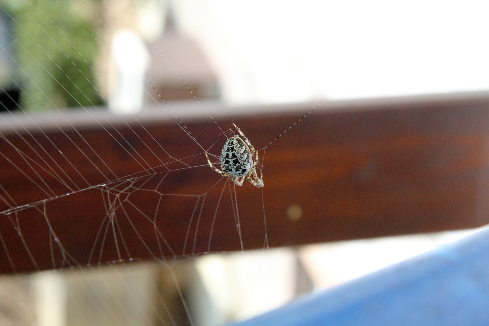 Spinne im Netz