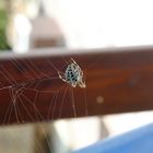 Spinne im Netz