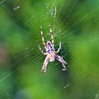 Spinne im Netz