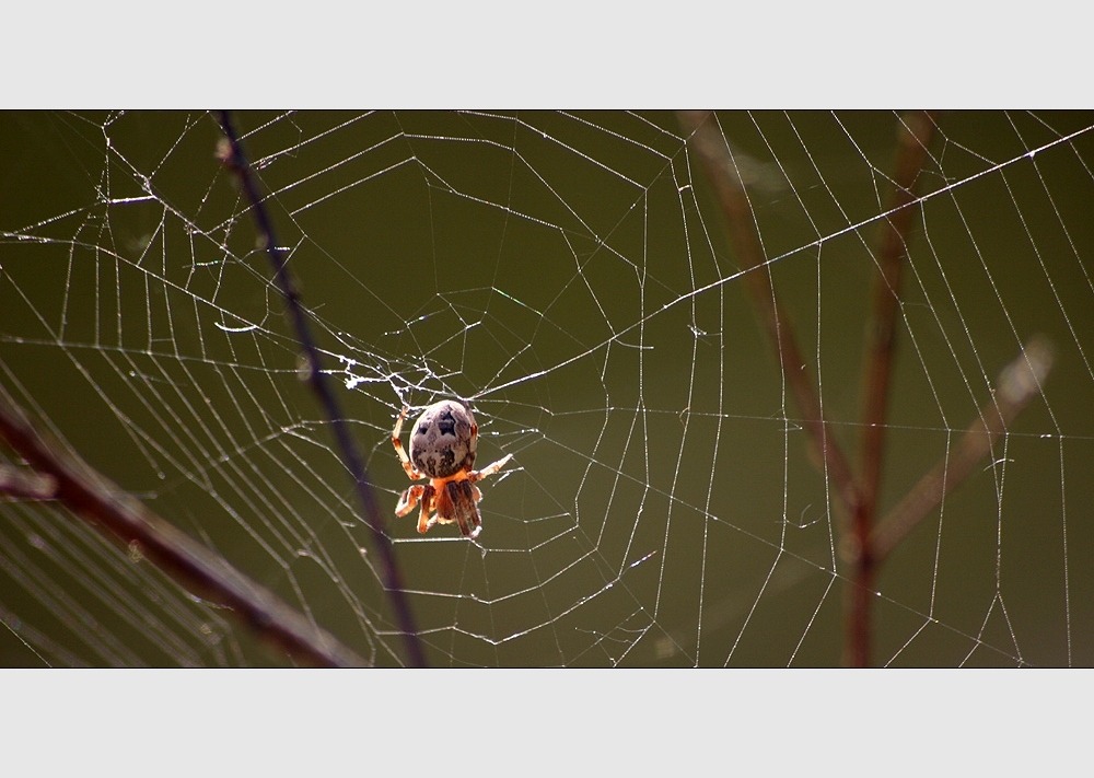 Spinne im Netz