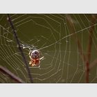 Spinne im Netz