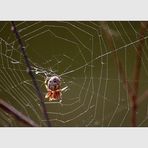 Spinne im Netz