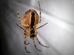 Spinne im Netz