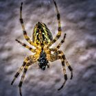 Spinne im Netz