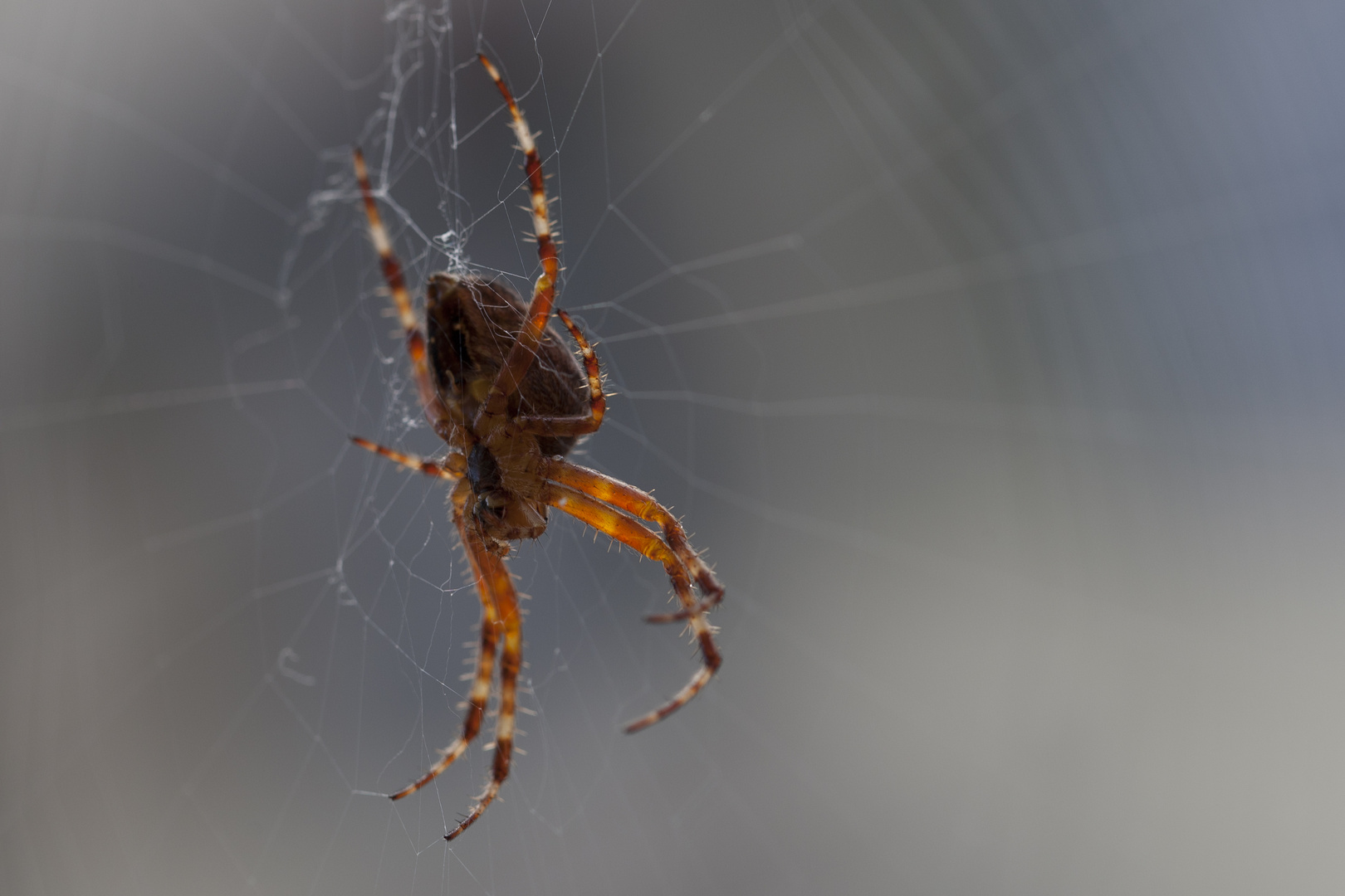 Spinne im Netz