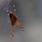 Spinne im Netz