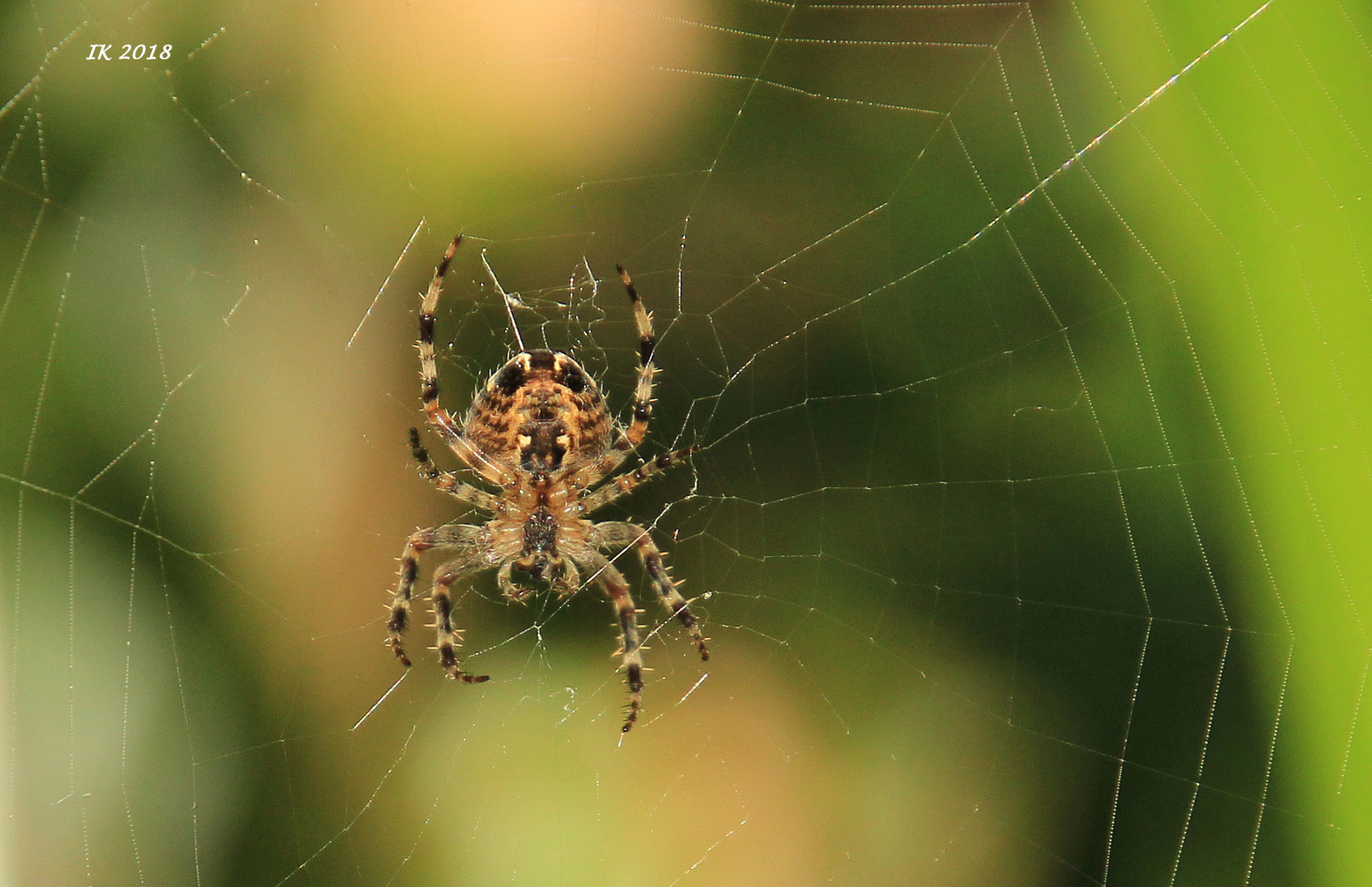 Spinne im Netz