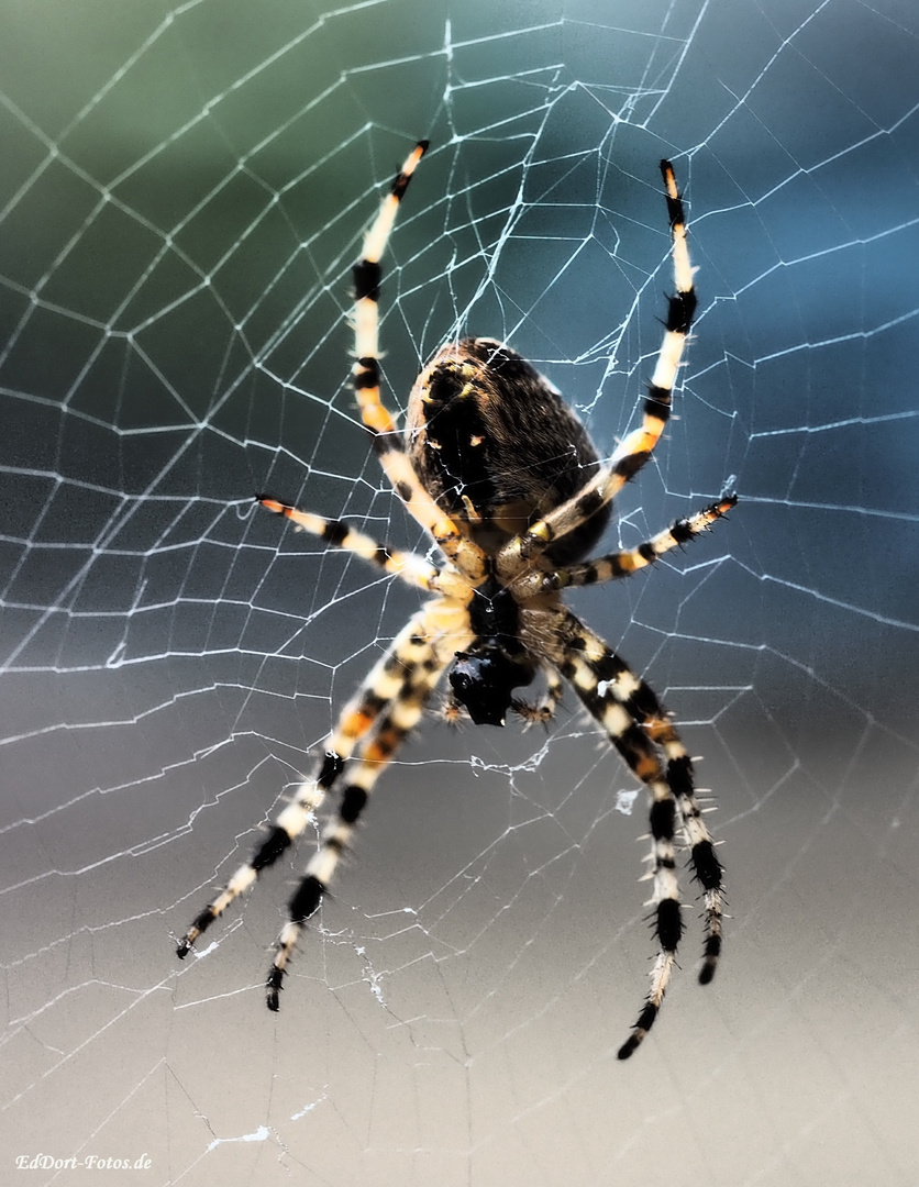 Spinne im Netz