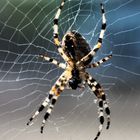 Spinne im Netz