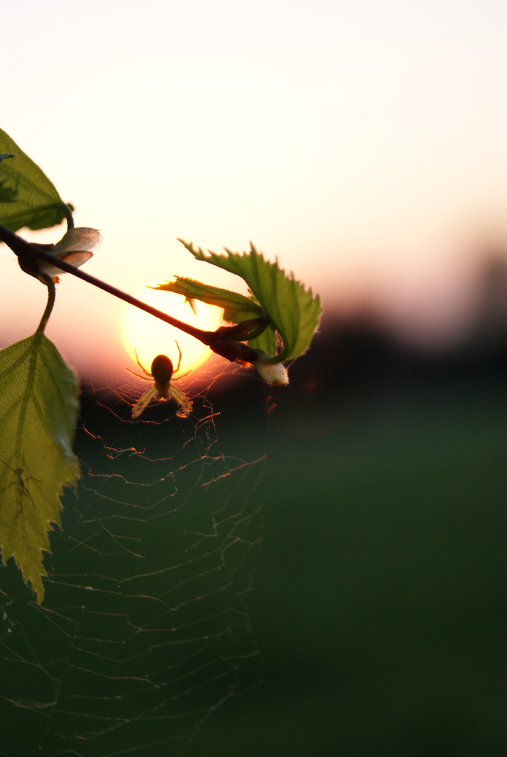 Spinne im Netz