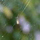 Spinne im Netz