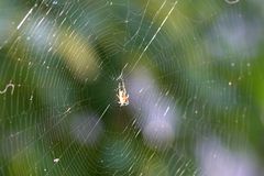 Spinne im Netz