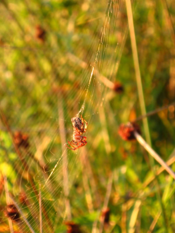 Spinne im Netz