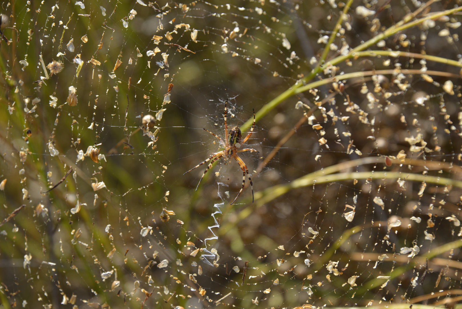 Spinne im Netz