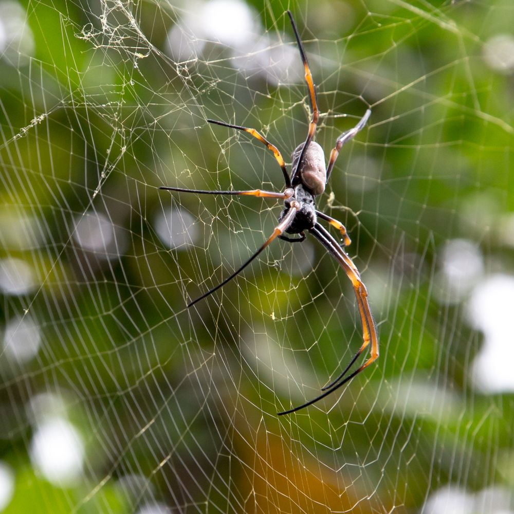 Spinne im Netz