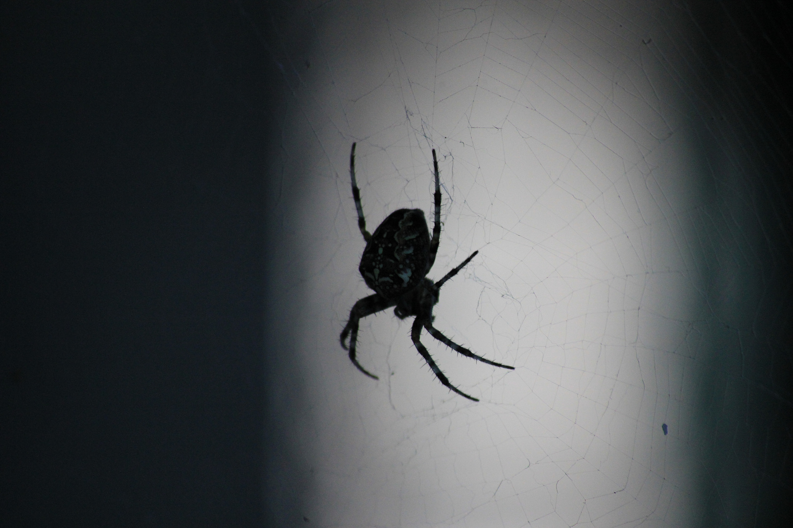 Spinne im Netz