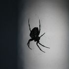 Spinne im Netz