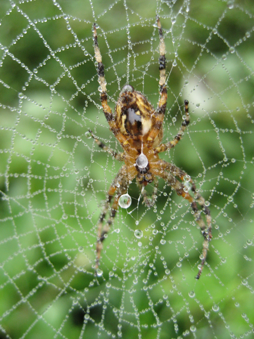 Spinne im Netz bei Morgentau