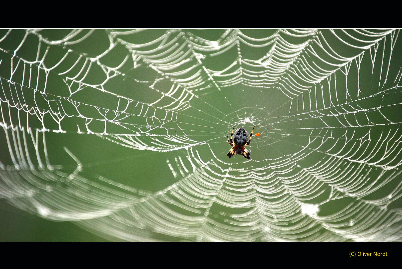 Spinne im Netz