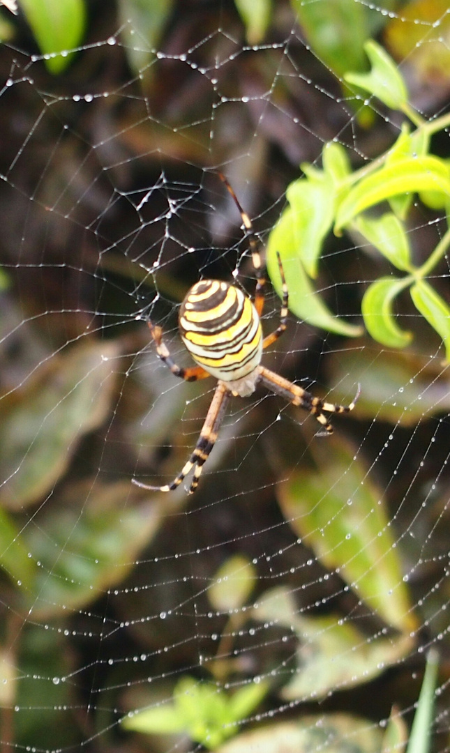 Spinne im Netz