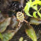 Spinne im Netz