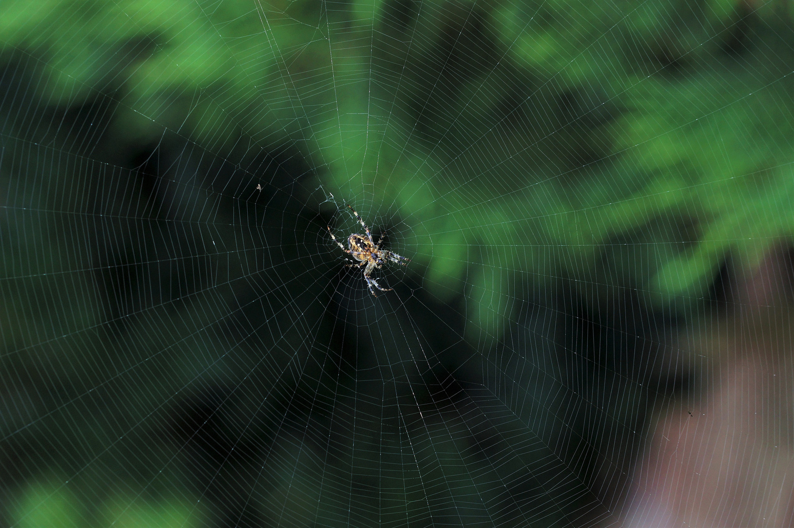 Spinne im Netz.