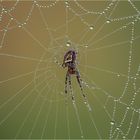 Spinne im Netz