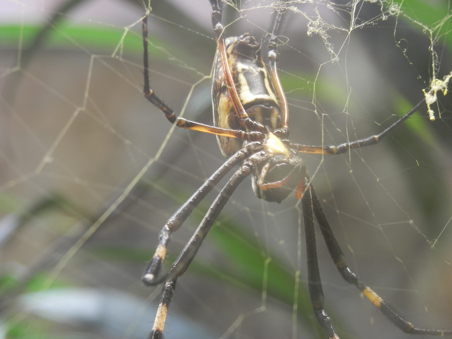 Spinne im Netz