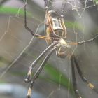 Spinne im Netz