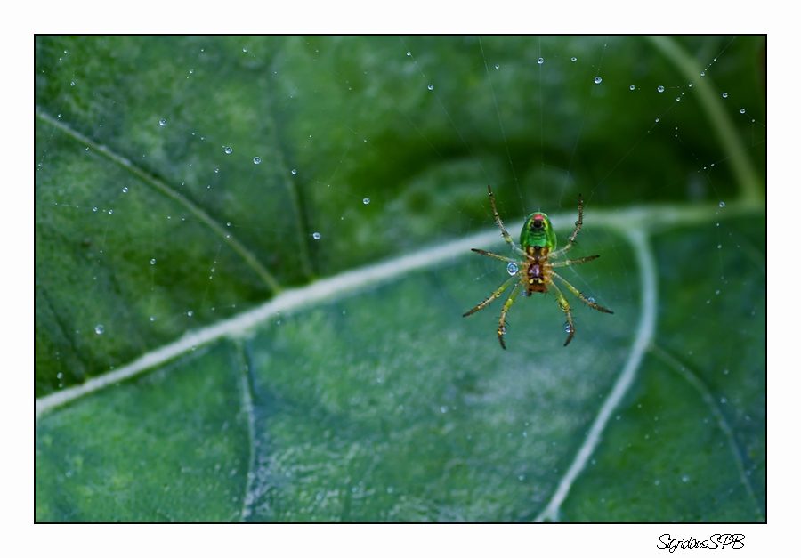 Spinne im Netz....