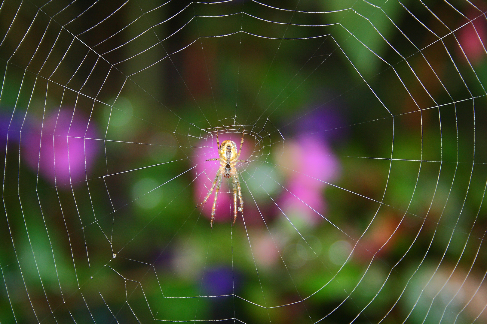 Spinne im Netz