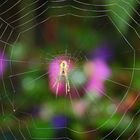 Spinne im Netz