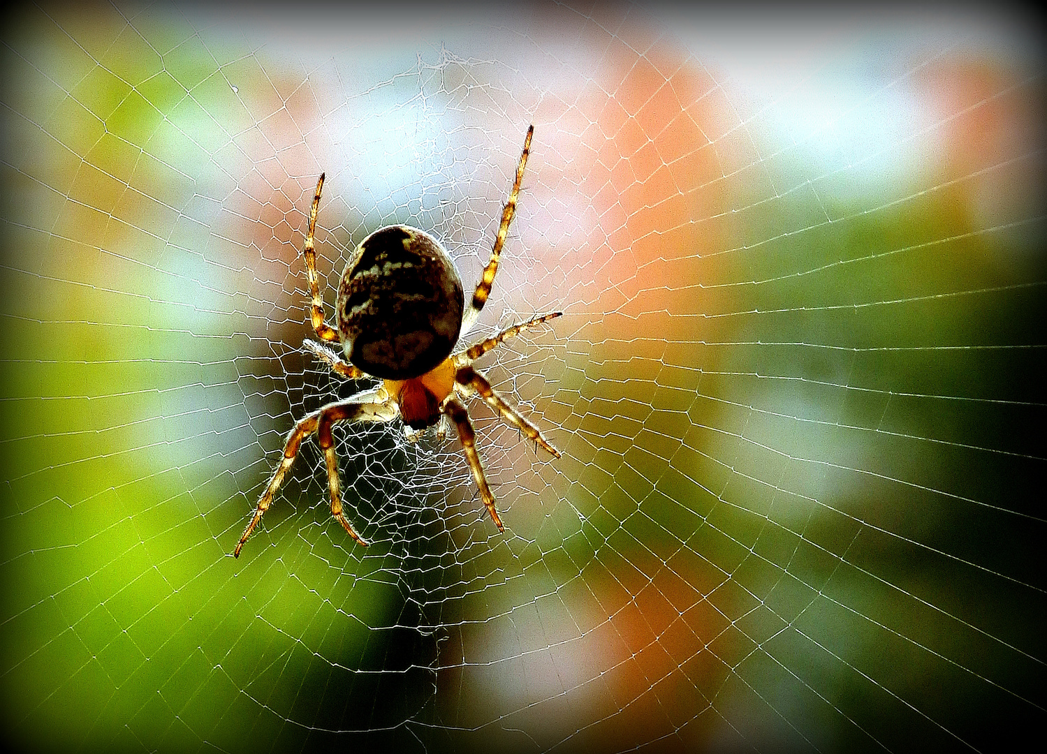 Spinne im Netz