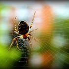 Spinne im Netz