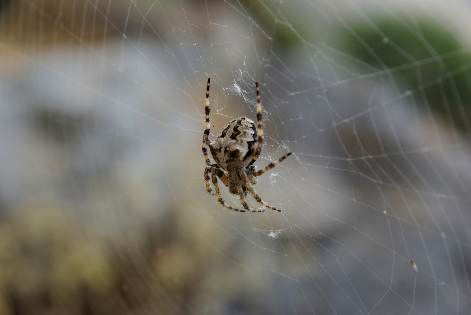 Spinne im Netz