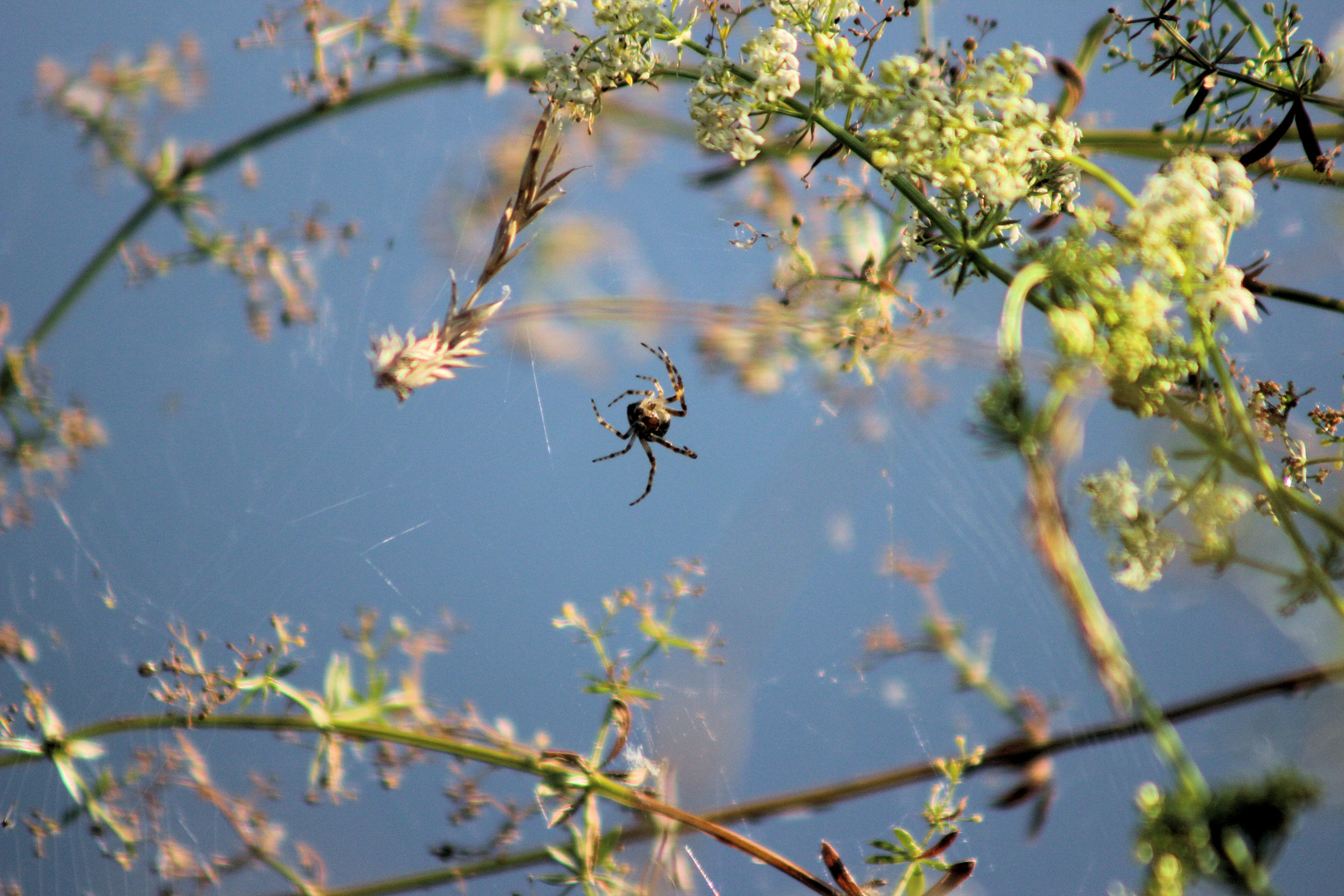 Spinne im Netz