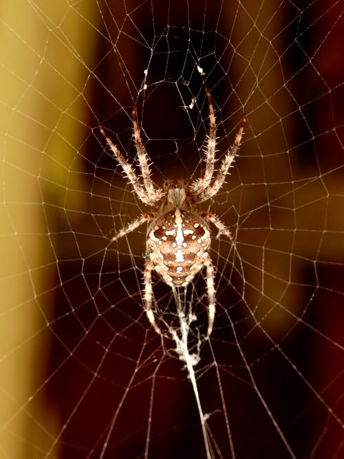 Spinne im Netz