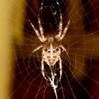 Spinne im Netz