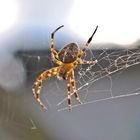 Spinne im Netz