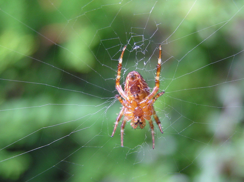 Spinne im Netz