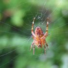 Spinne im Netz