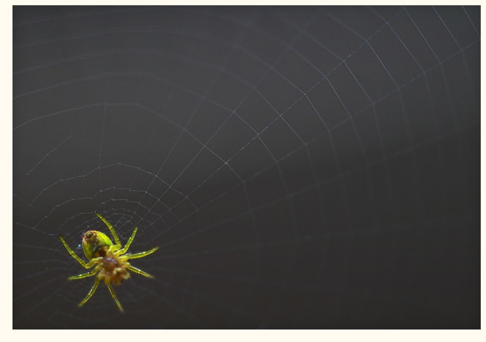 Spinne im Netz