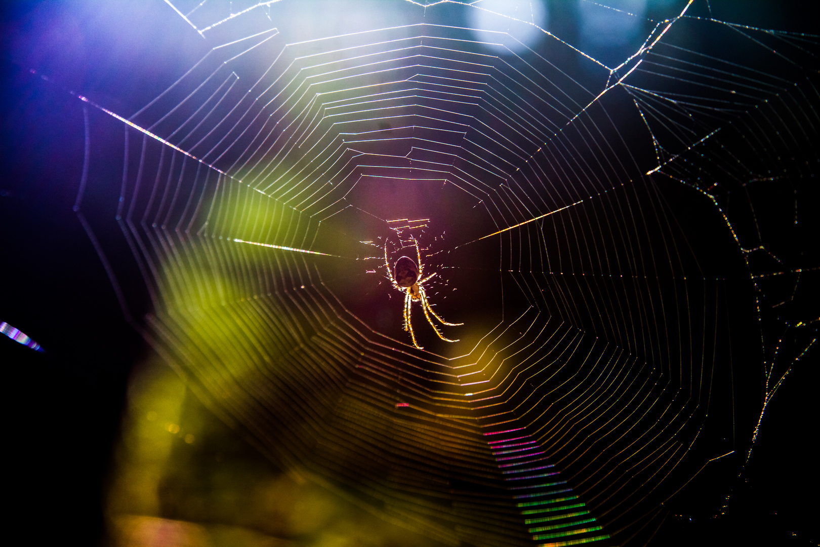 Spinne im Netz