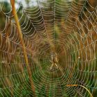 Spinne im Netz