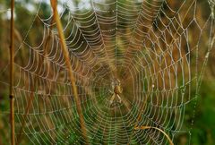 Spinne im Netz