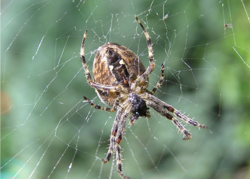 Spinne im Netz