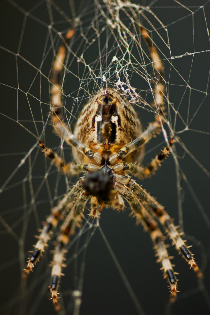 Spinne im Netz