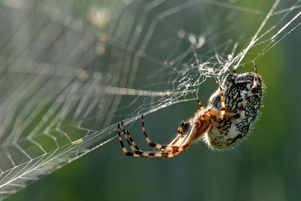 Spinne im Netz