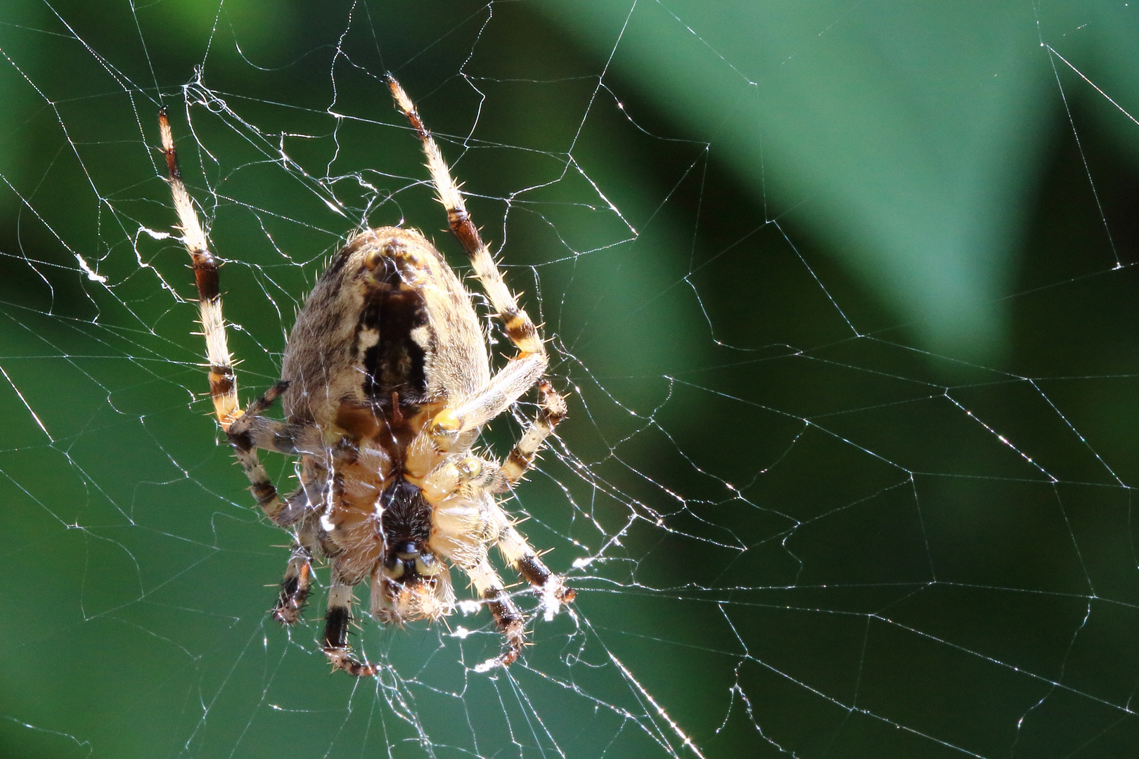 Spinne im Netz