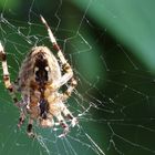 Spinne im Netz